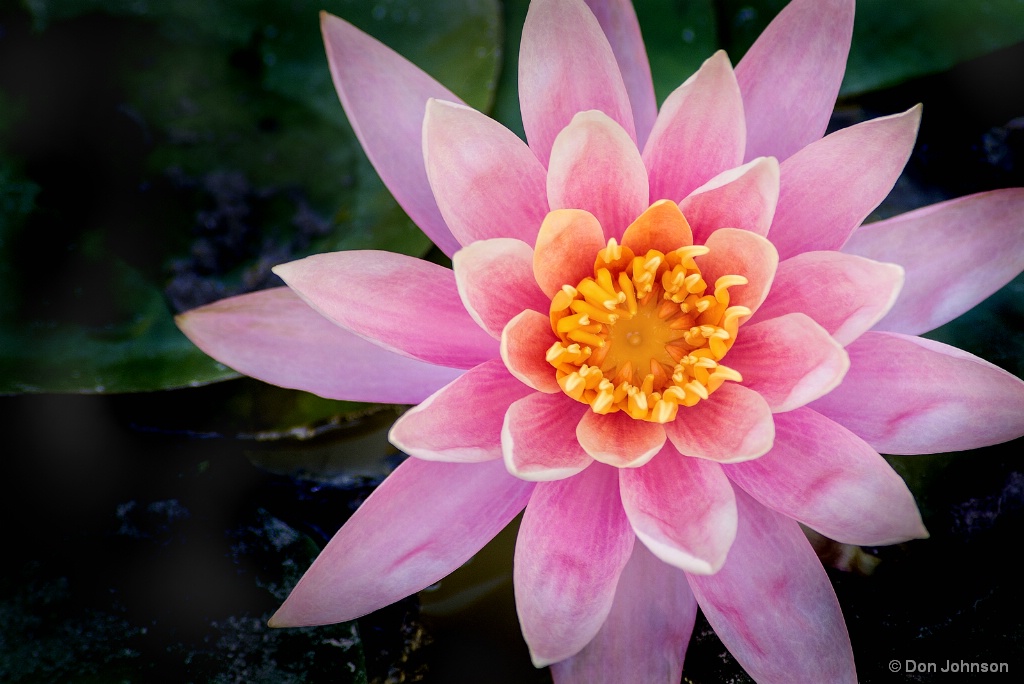 Stunning Water Lily 10-1-17 119