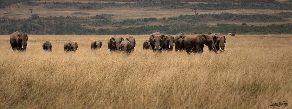 Elephant Herd