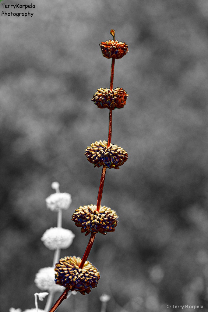 Berkeley Botanical Garden 