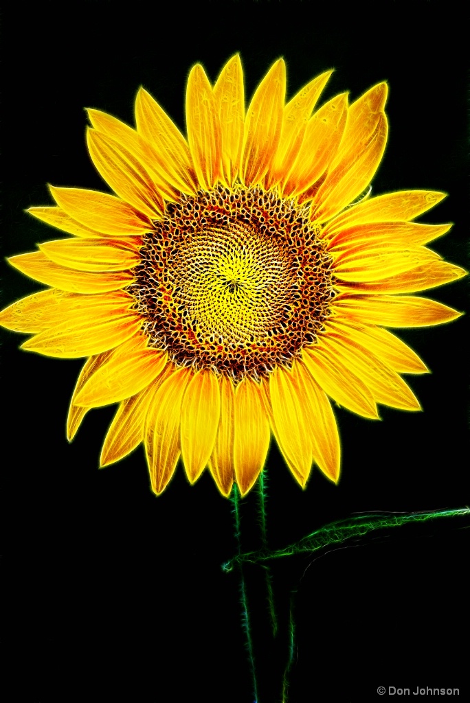 Perfect Sunflower-Fractalius 7-22-17 108
