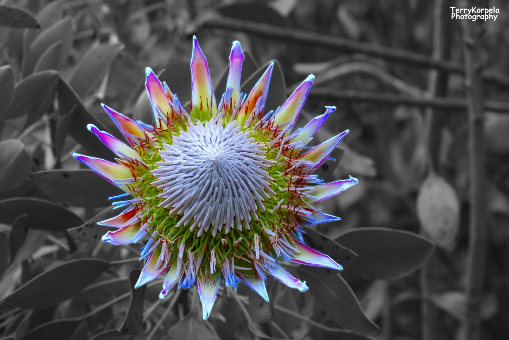 Kula Botanical Garden, Maui