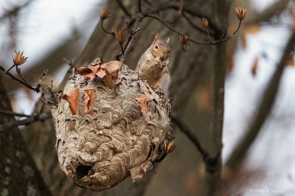The Squirrel and the Hornets Nest