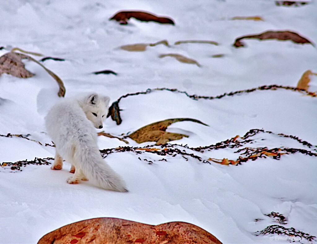 Shy Arctic Fox