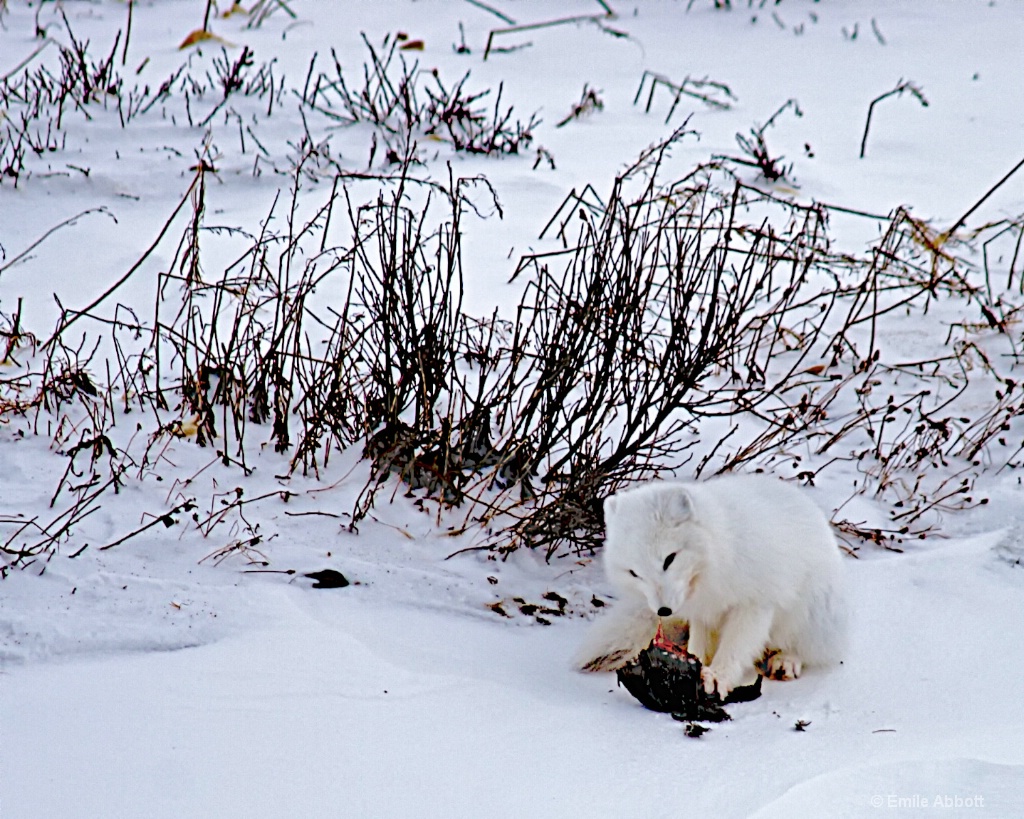 Arctic Fox having lunch