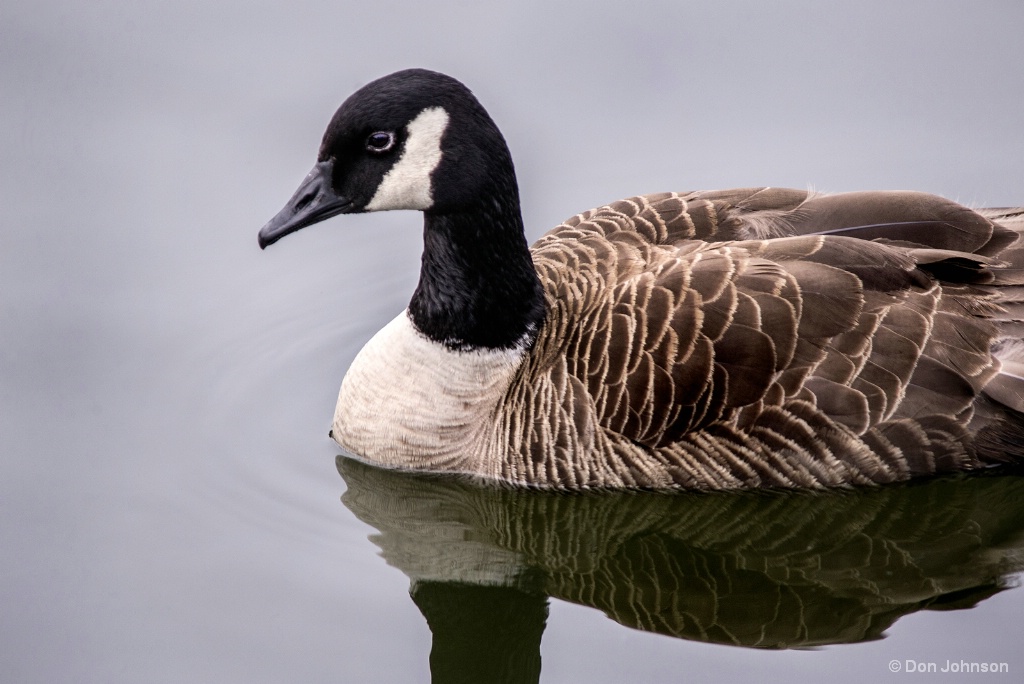 Canadian Goose at Rio 6-8-17 020