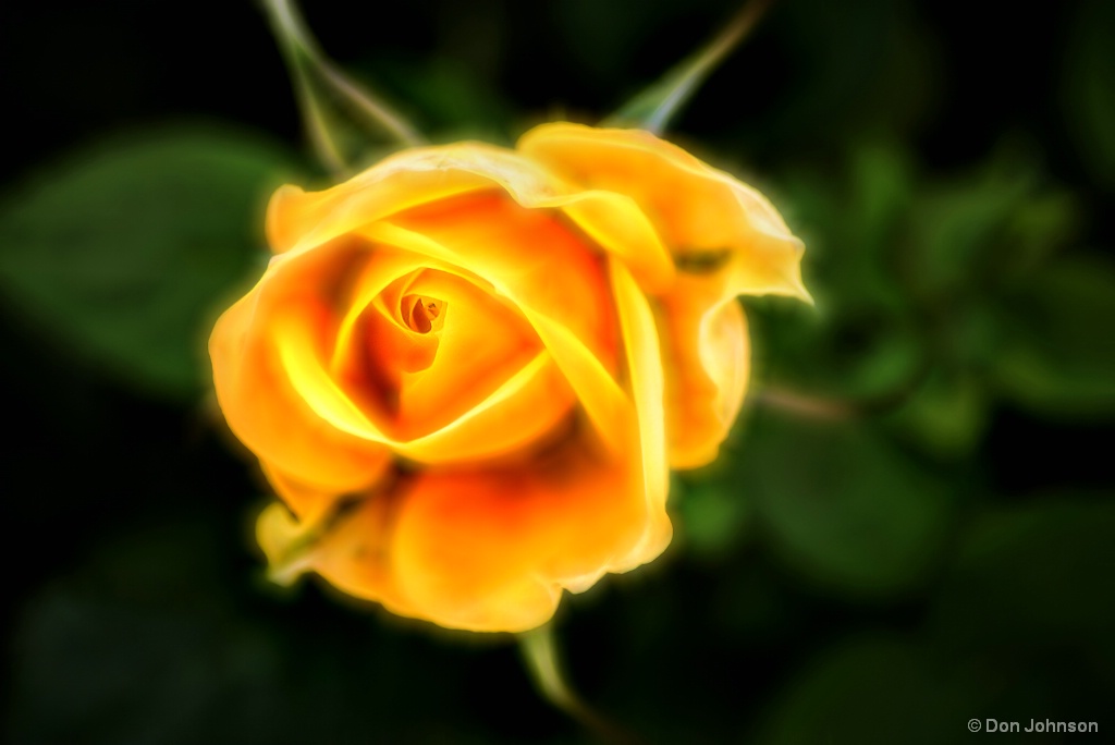 Miniature Yellow Rose-Glowing 2-5-16r17 176