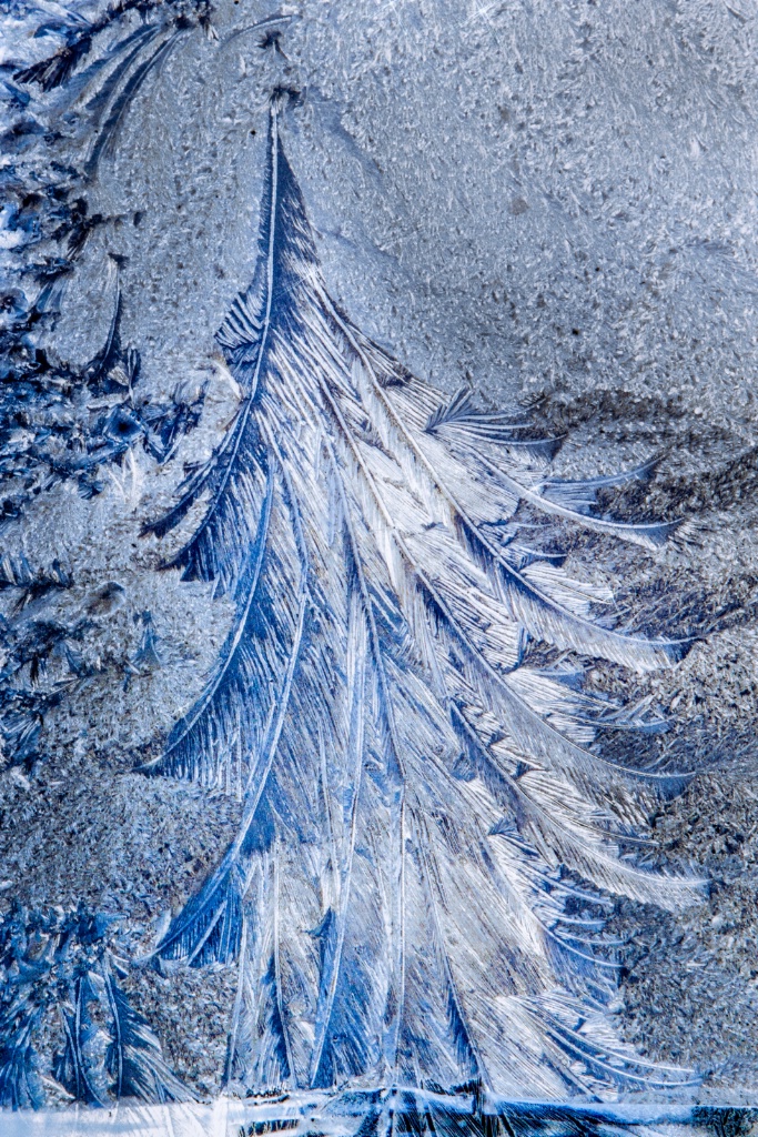 Christmas Tree in Frost