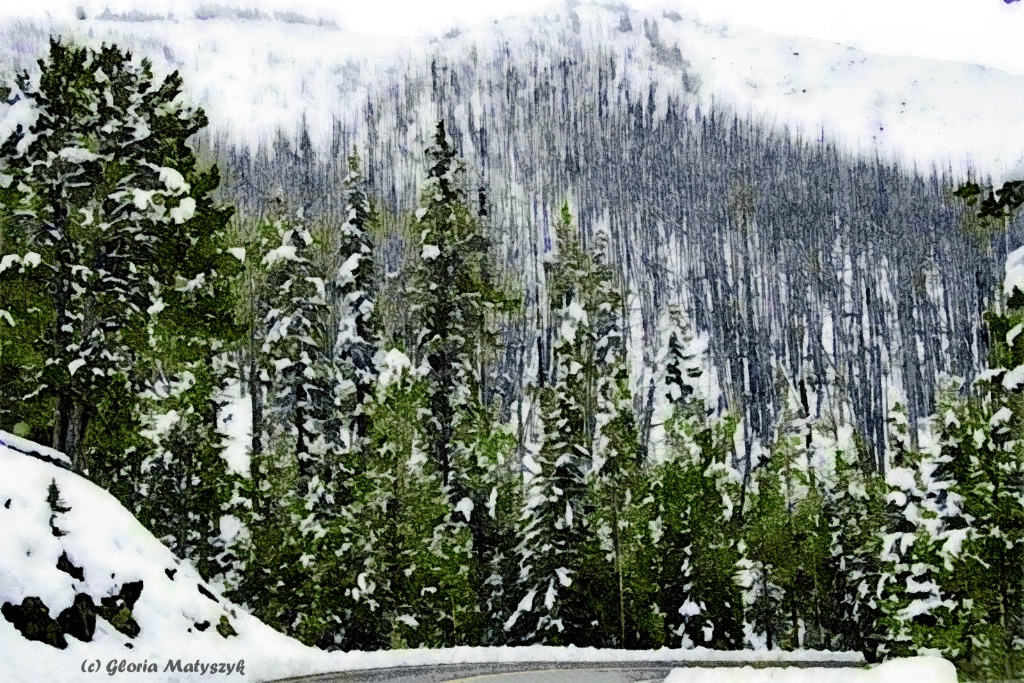 Snow in Mt Washburn, Yellowstone, Montana USA