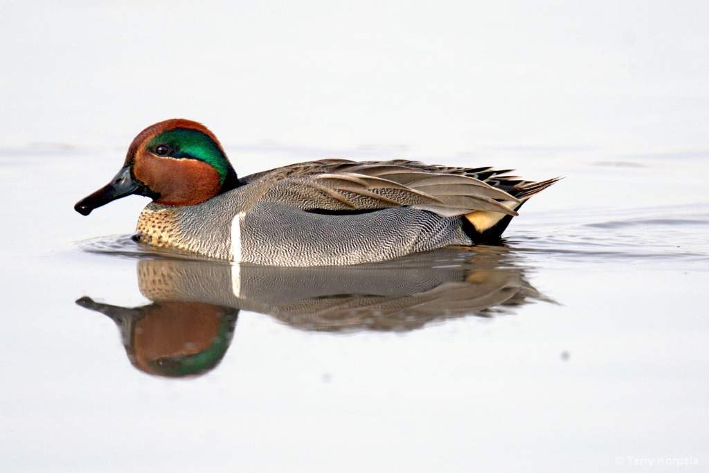 Green Teal