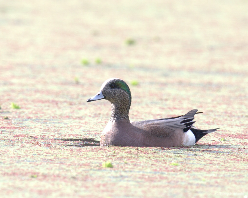 American Wigeon  