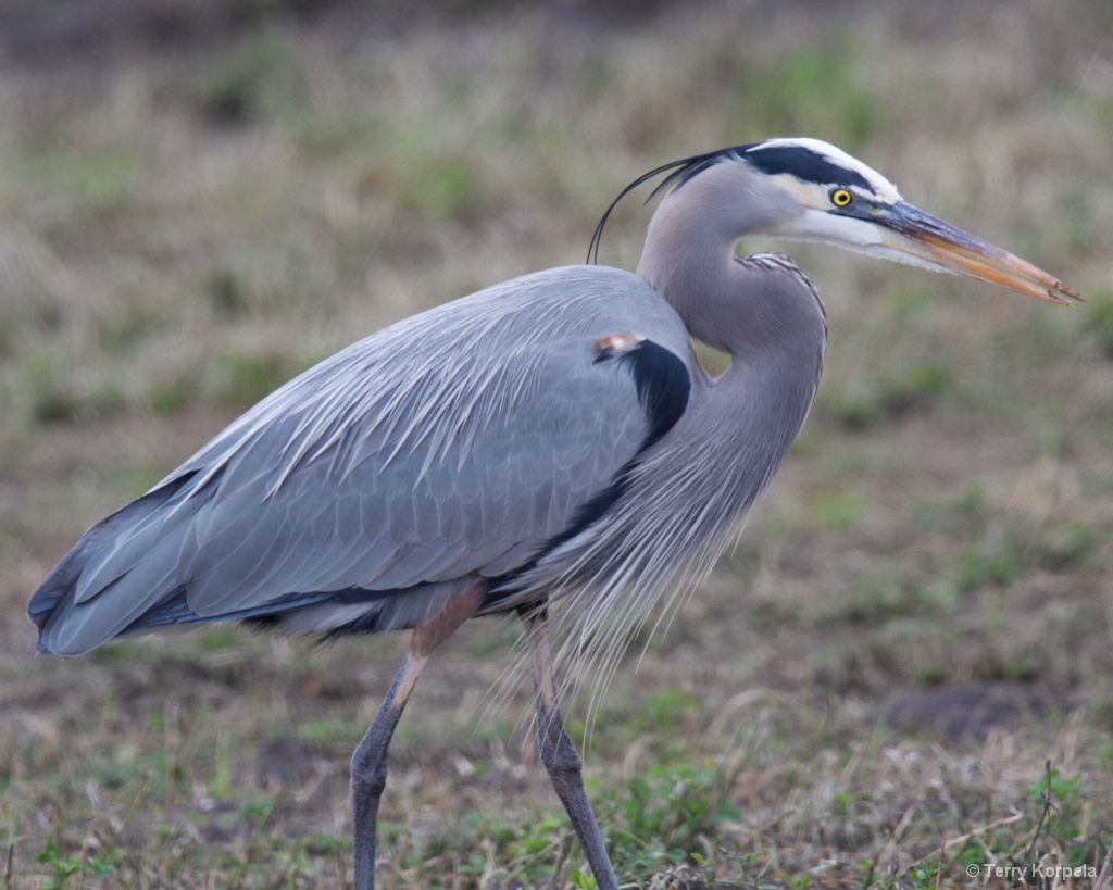 Great Blue Heron