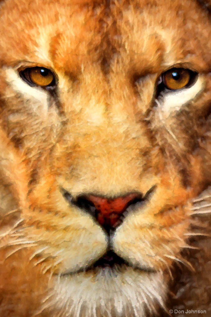 Female Lion Stare-Artistic 9-16-17 619