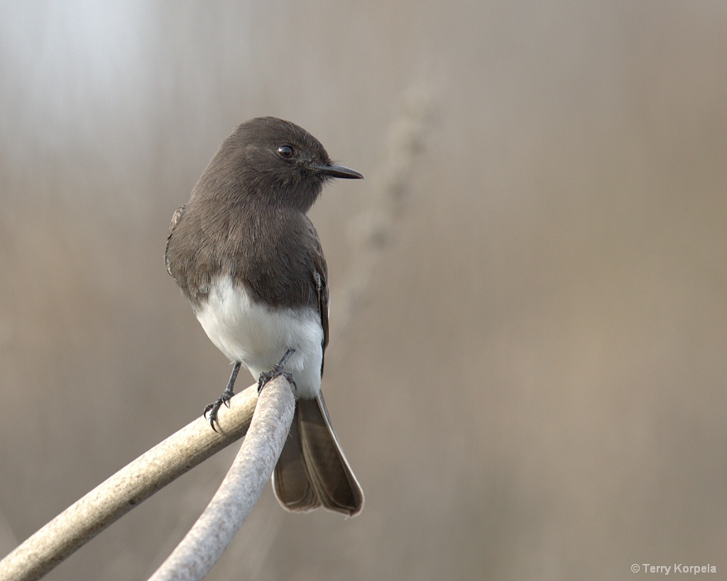 Black Phoebe