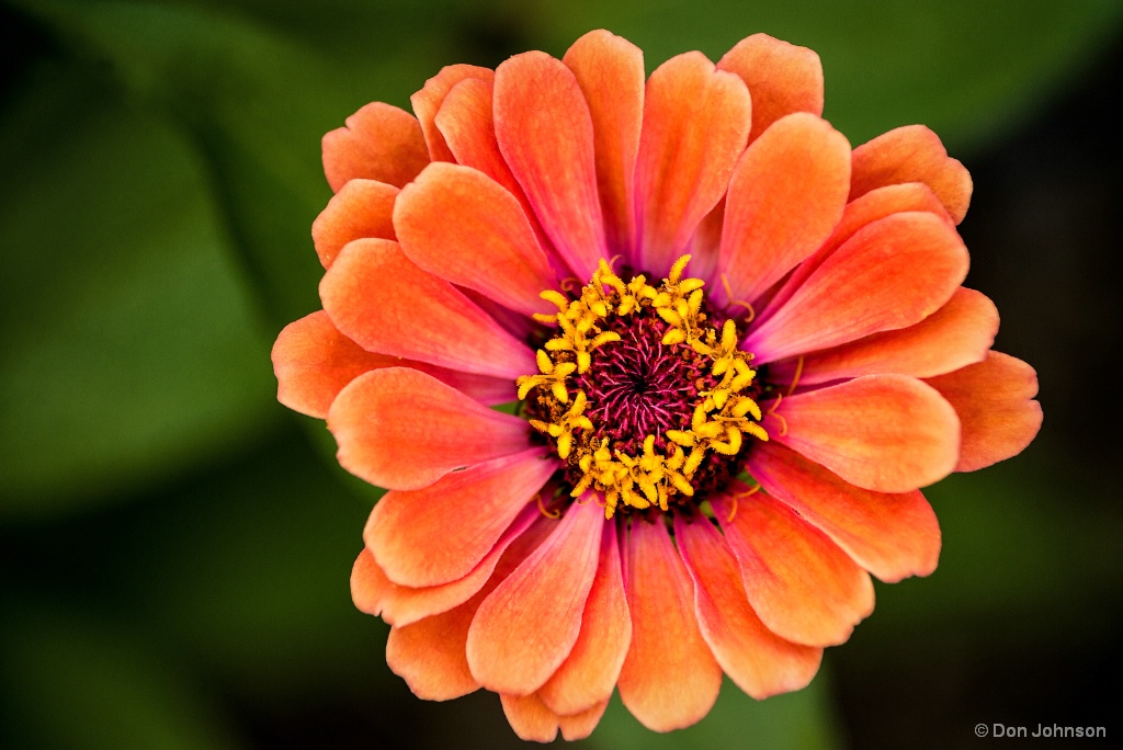 Outstanding Zinnia 8-9-17 313