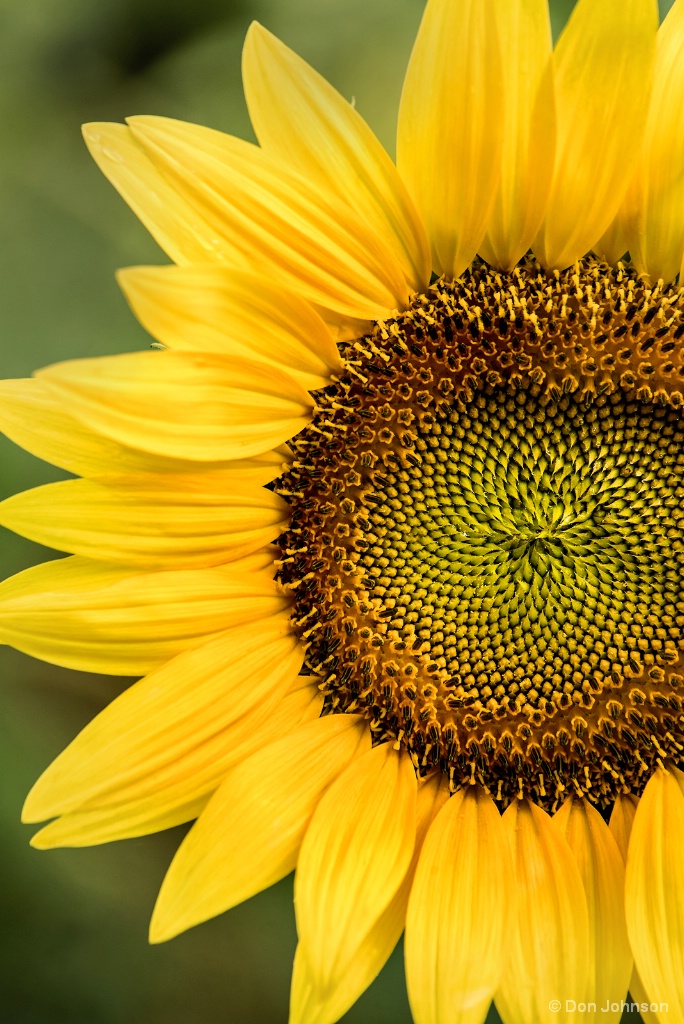 Part of a Sunflower 7-22-17 048