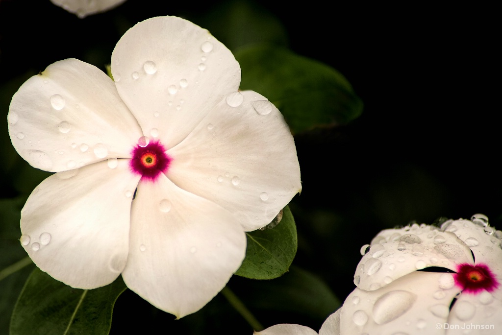 Impatiens-White
