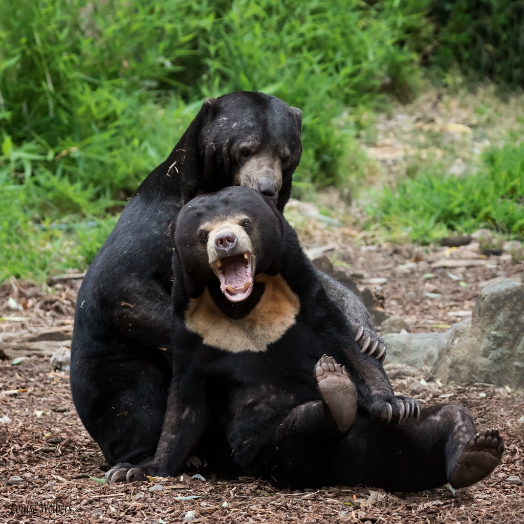 Sun Bear Wrestle