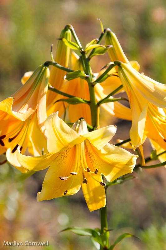 Lilycrest Gardens - A Golden Splendour
