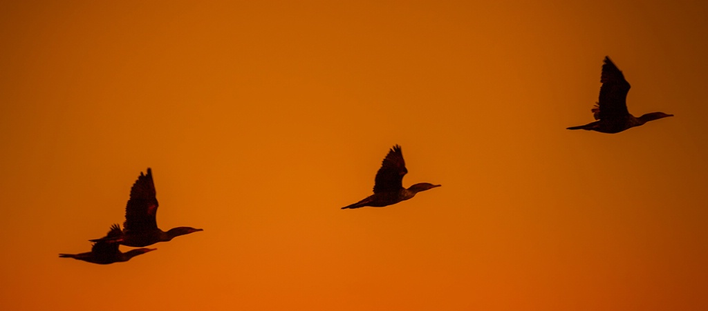 Early Take-Off