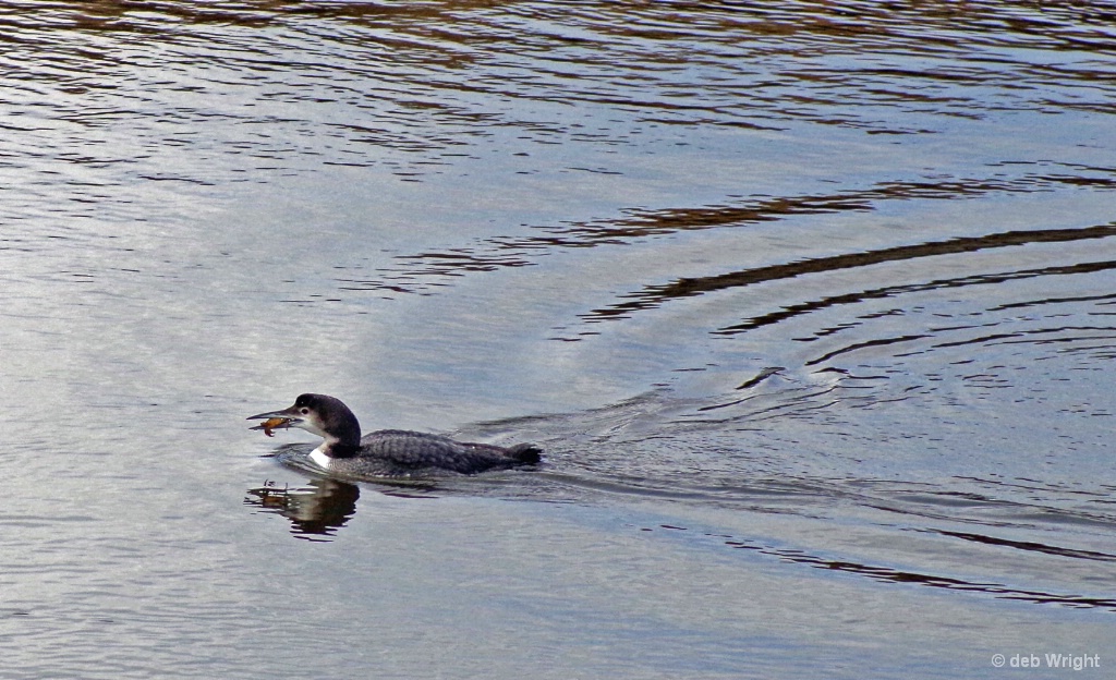 Loon with Lunch