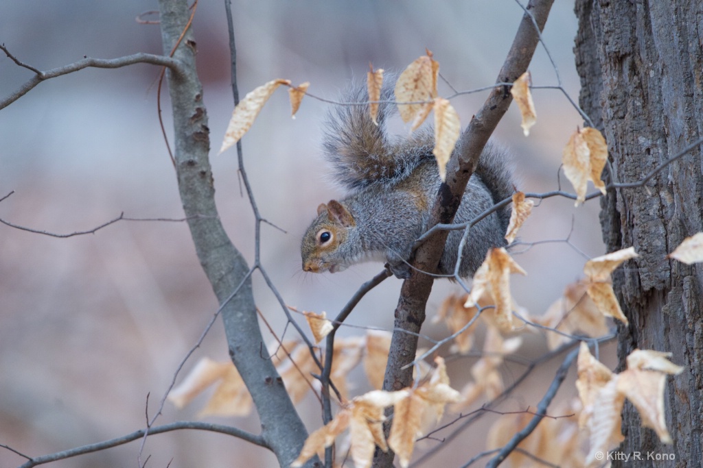 Squirrel Singing in the Leaves