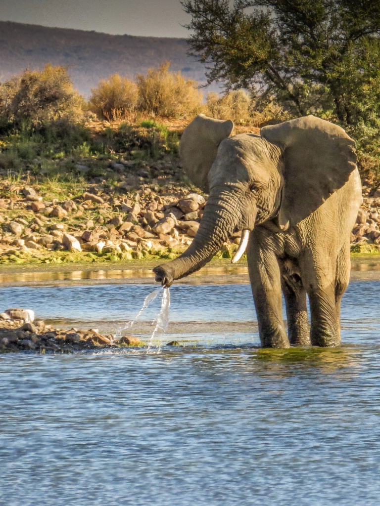 Elephant kid at play