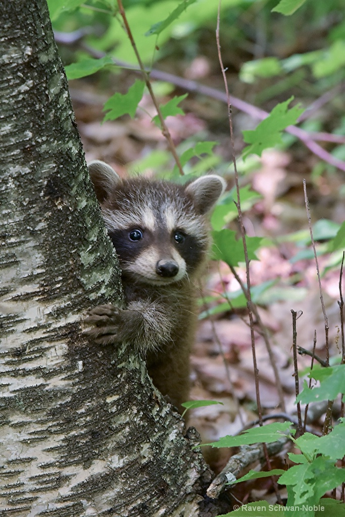 Raccoon baby