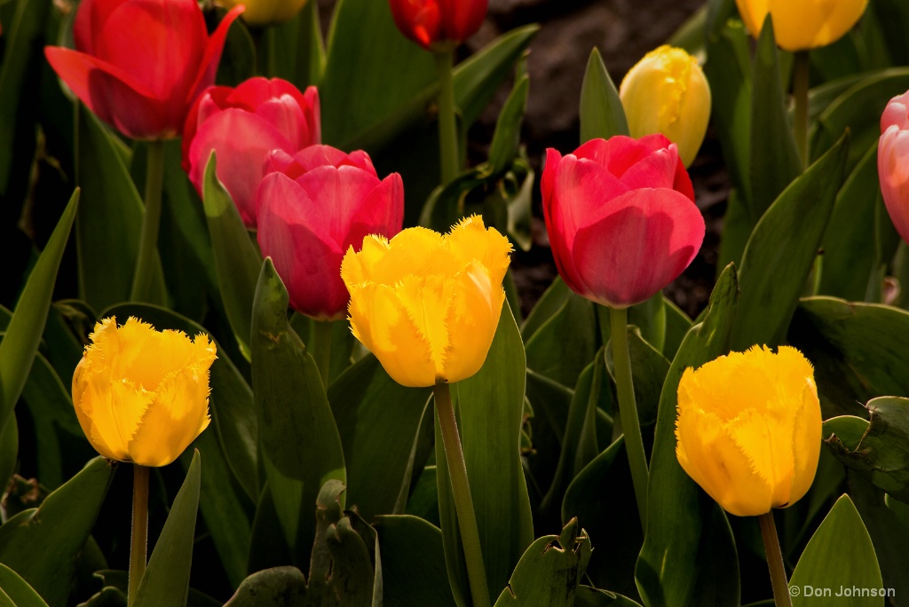 Colorful Tulips 4-22-17 064