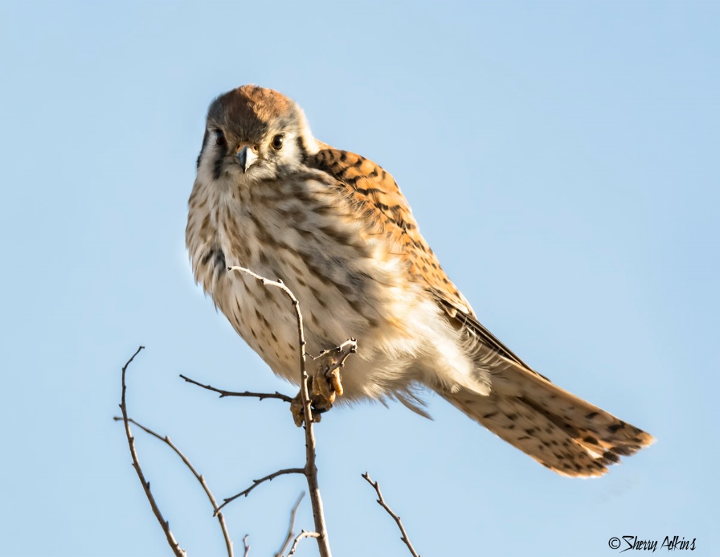 American Kestrel