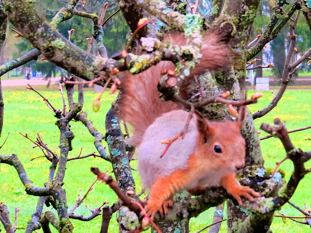 Eurasian Red Squirrel