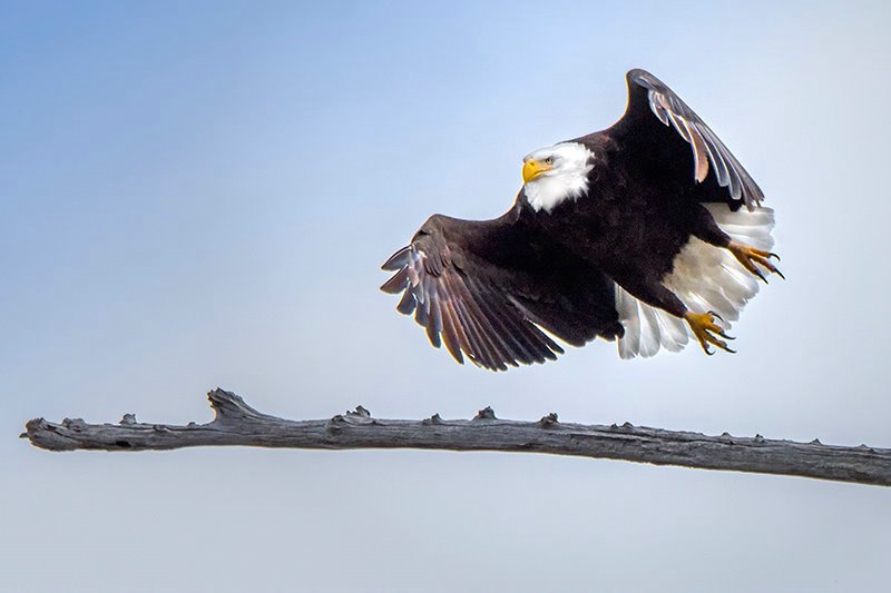 Reelfoot Lake Bald Eagle 22