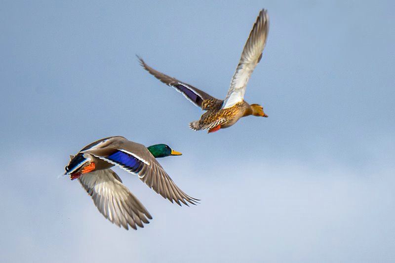 Ducks Reelfoot Lake 11