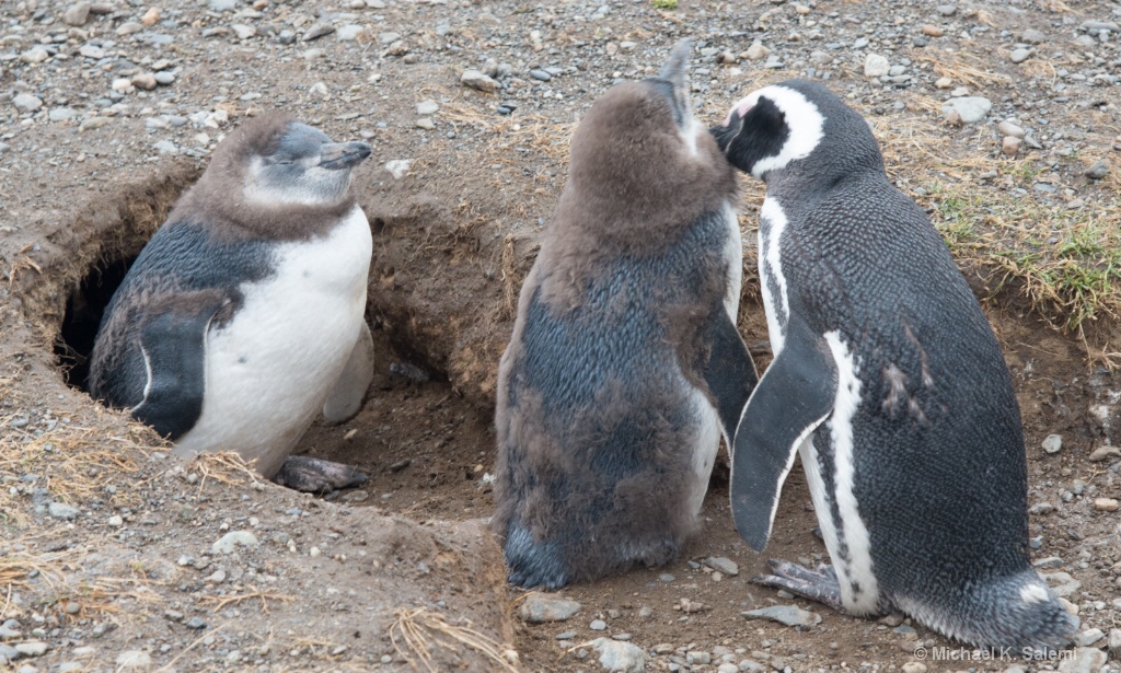 Megellanic Penguin Family