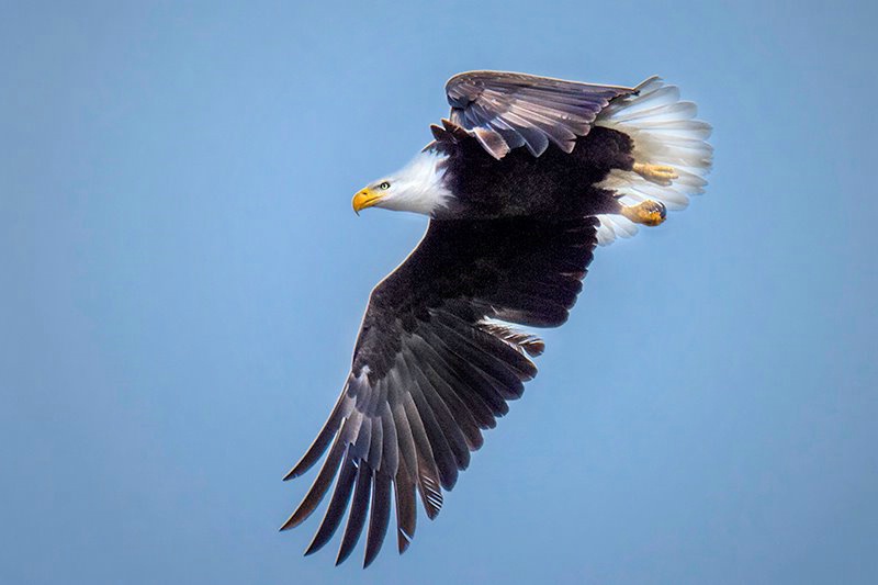 Bald Eagle 12