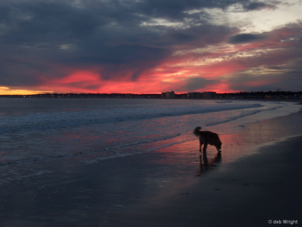 Sunset with dog