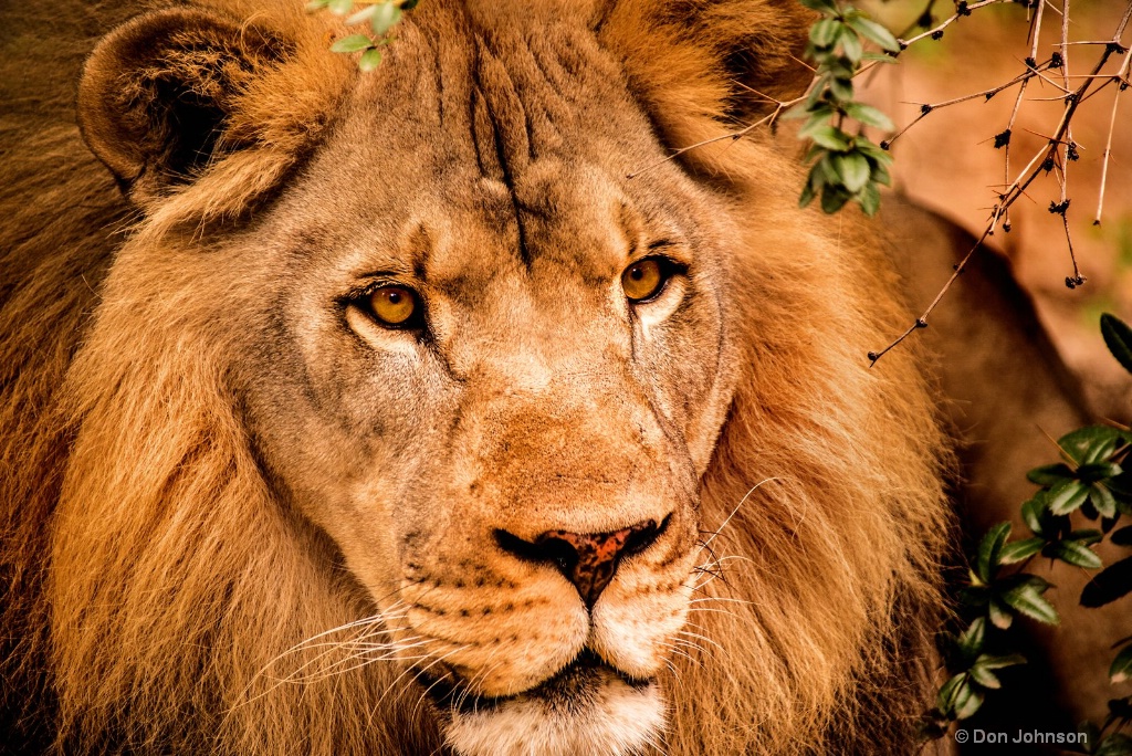 Look of a Lion 3-0 F LR 9-16-17 J544