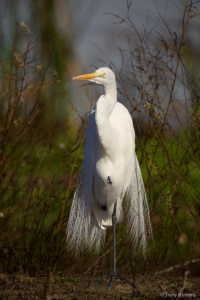 Great Egret