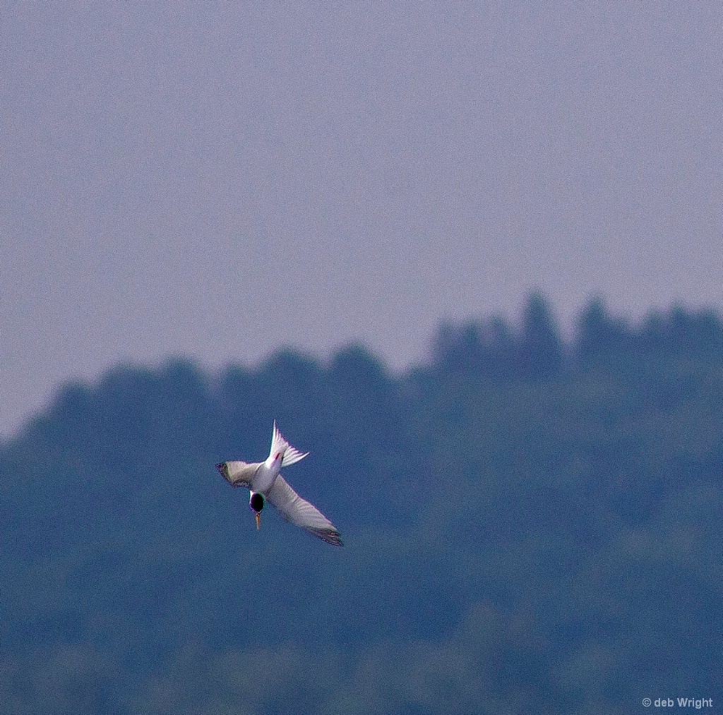 Diving Tern