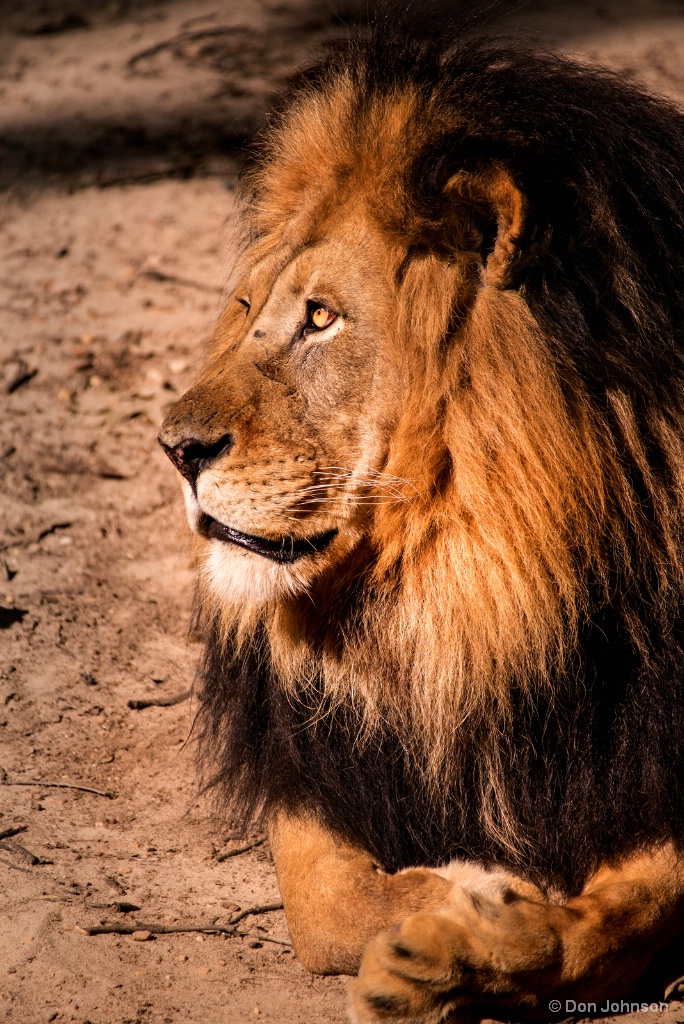 Male Lion Profile 8-26-17 238
