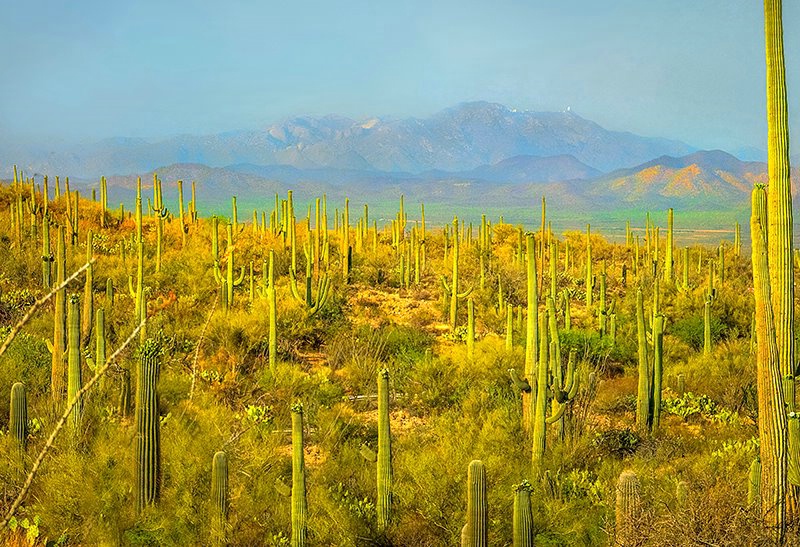  Saguaro National Park 15-b