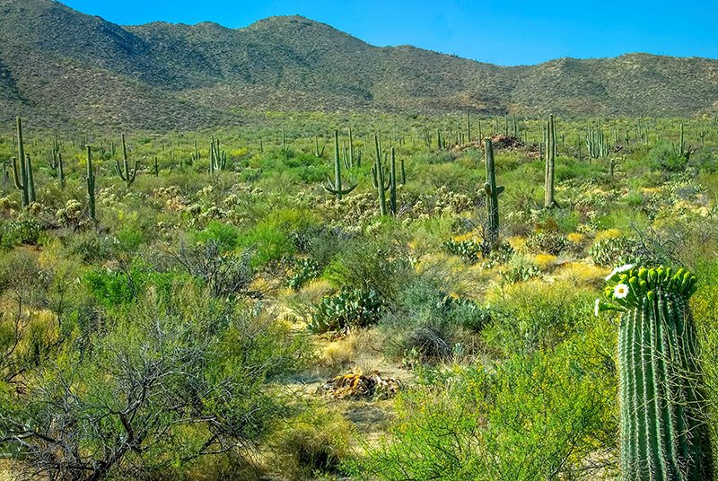 Saguaro National Park 7