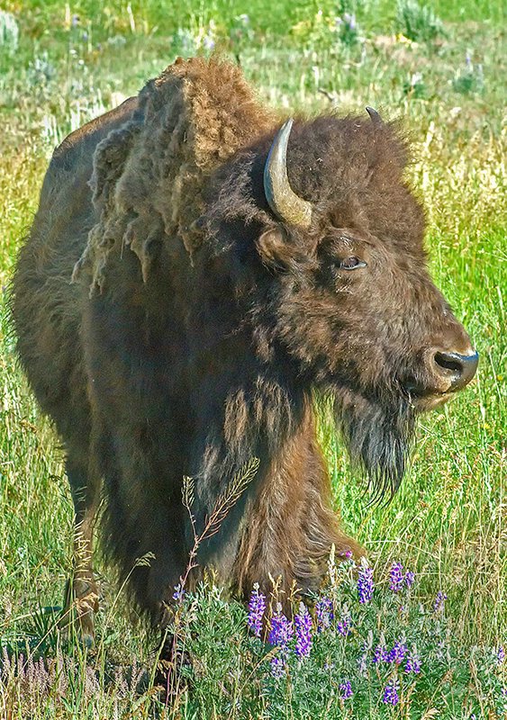 Buffalo 1