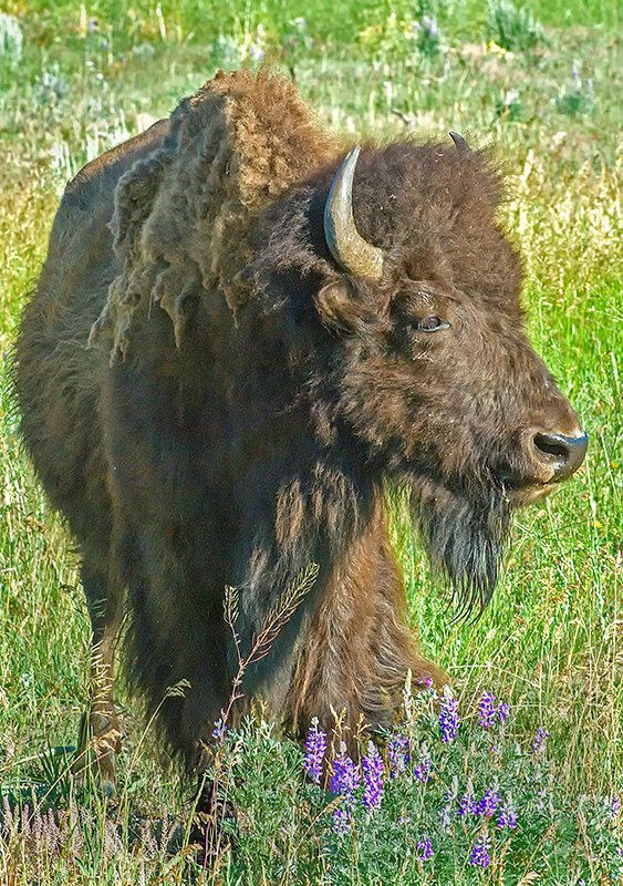 Buffalo 1