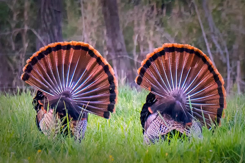 Turkey Tail Feathers 1