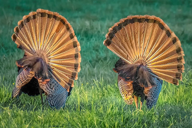 Turkey Tail Feathers 2