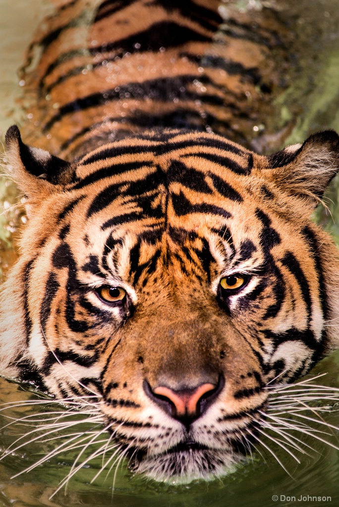 Swimming Tiger 8-13-17 129