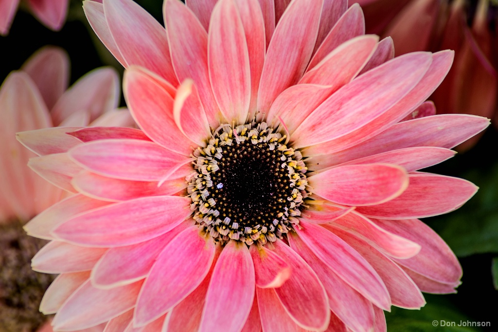 Pale Pink Gerbera II 5-16-17 272
