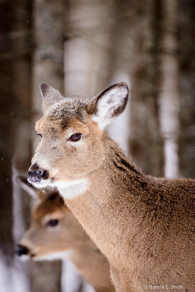 Doe with Fawn in Winter
