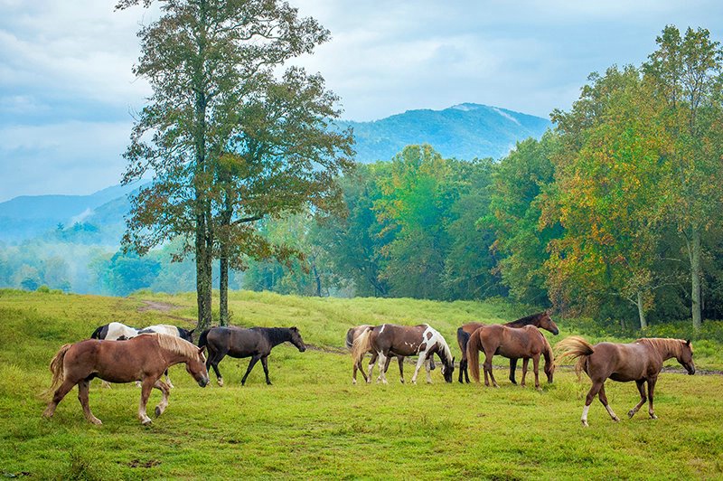 Horses Cades Cove 2