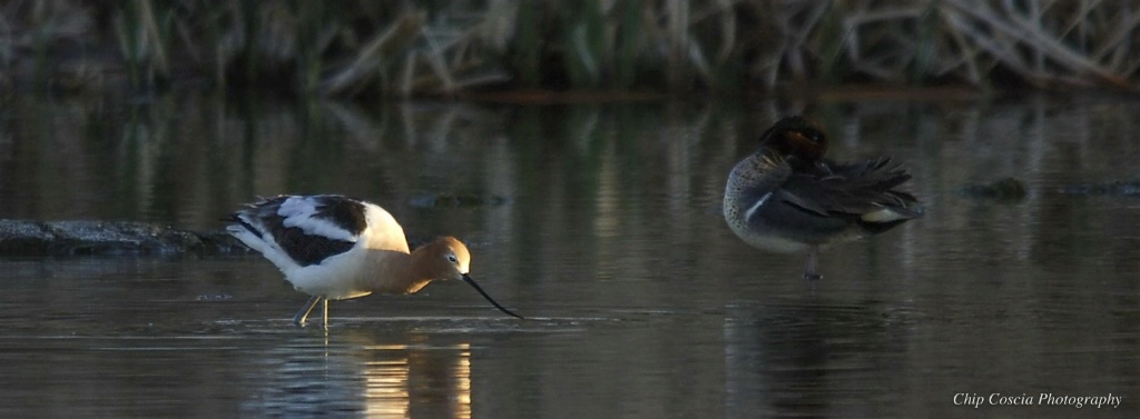 Avocet and Duck